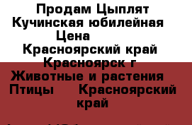 Продам Цыплят Кучинская юбилейная › Цена ­ 150 - Красноярский край, Красноярск г. Животные и растения » Птицы   . Красноярский край